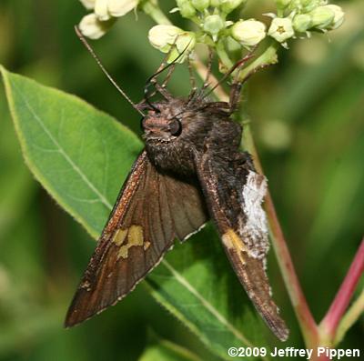 Hoary Edge (Thorybes lyciades)