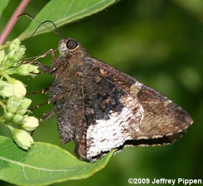 Hoary Edge (Thorybes lyciades)