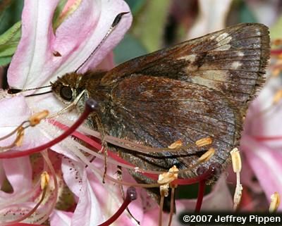 Hobomok Skipper (Poanes hobomok)