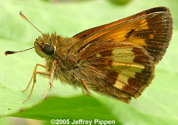 Hobomok Skipper (Poanes hobomok)
