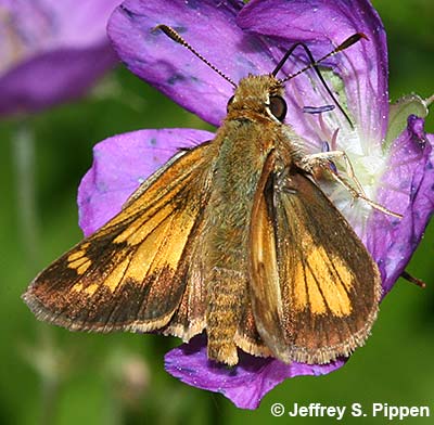 Hobomok Skipper (Poanes hobomok)
