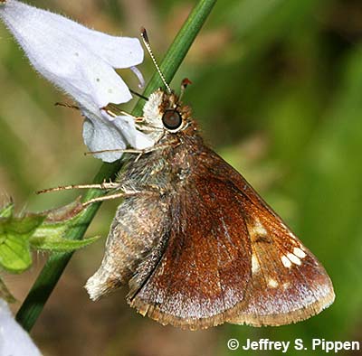 Hobomok Skipper (Poanes hobomok)