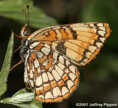 Hoffmann's Checkerspot (Chlosyne hoffmanni)