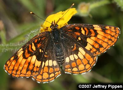Hoffmann's Checkerspot (Chlosyne hoffmanni)