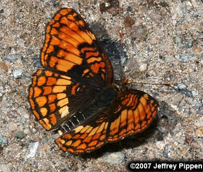 Hoffmann's Checkerspot (Chlosyne hoffmanni)