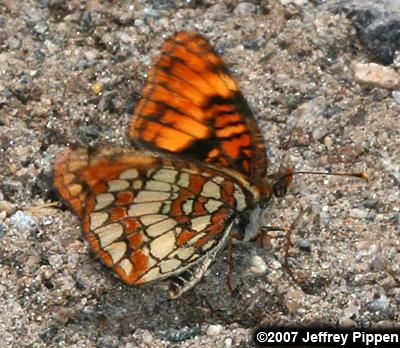 Hoffmann's Checkerspot (Chlosyne hoffmanni)