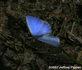 Atlantic Holly Azure (Celastrina idella)