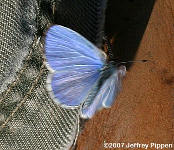 Holly Azure (Celastrina idella)