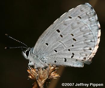 Atlantic Holly Azure (Celastrina idella)