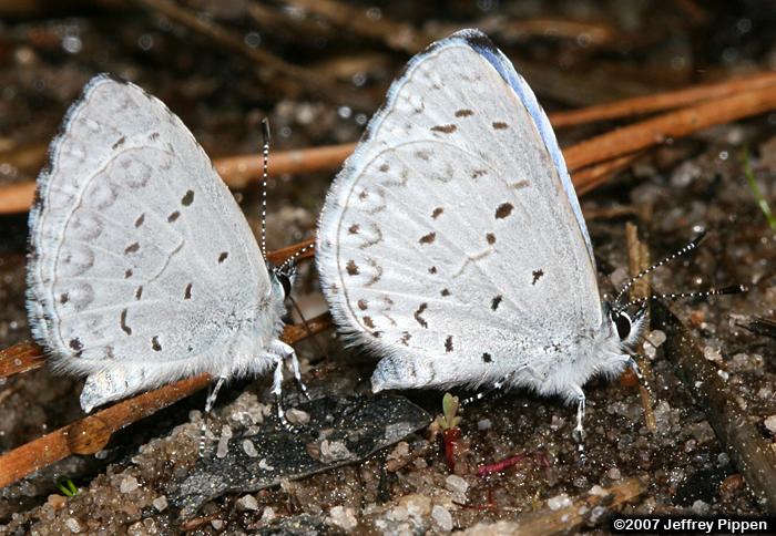 Atlantic Holly Azure (Celastrina idella)