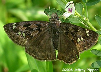Horace's Duskywing (Erynnis horatius)