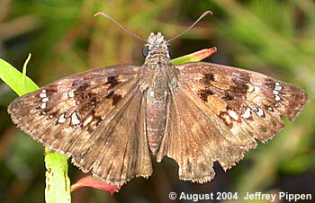 Horace's Duskywing (Erynnis horatius)