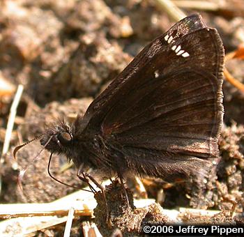Horace's Duskywing (Erynnis horatius)