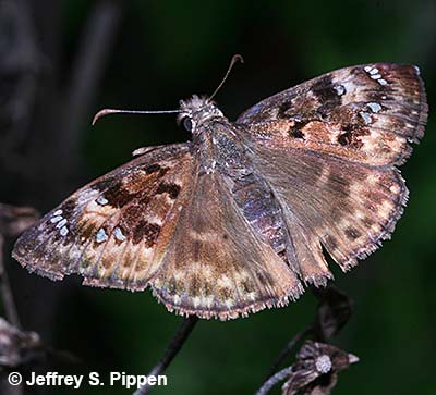 Horace's Duskywing (Erynnis horatius)