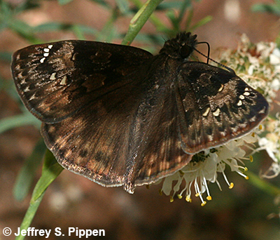 Horace's Duskywing (Erynnis horatius)