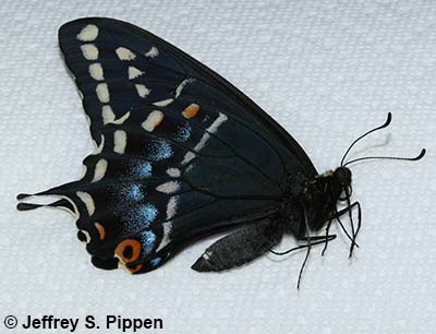 Indra Swallowtail (Papilio indra)