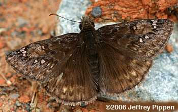 Juvenal's Duskywing (Erynnis juvenalis)