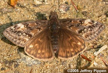 Juvenal's Duskywing (Erynnis juvenalis)