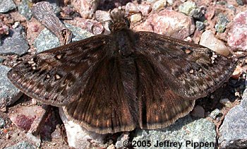 Juvenal's Duskywing (Erynnis juvenalis)