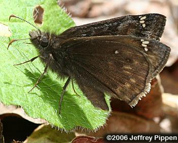 Juvenal's Duskywing (Erynnis juvenalis)