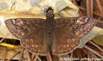 Juvenal's Duskywing (Erynnis juvenalis)