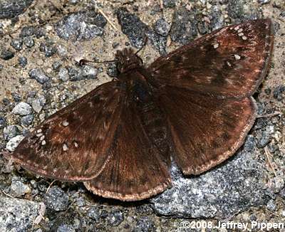 Juvenal's Duskywing (Erynnis juvenalis)