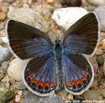 'Karner'  Blue (Lycaeides samuelis)