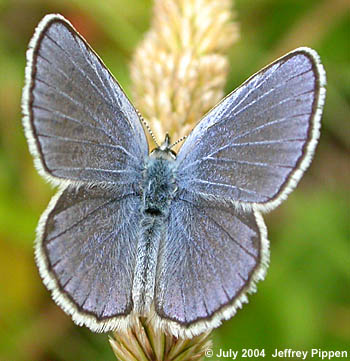 'Karner'  Blue (Lycaeides samuelis)