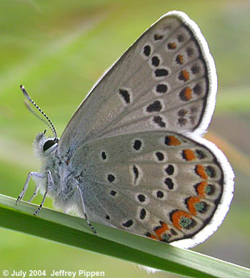 'Karner'  Blue (Lycaeides samuelis)
