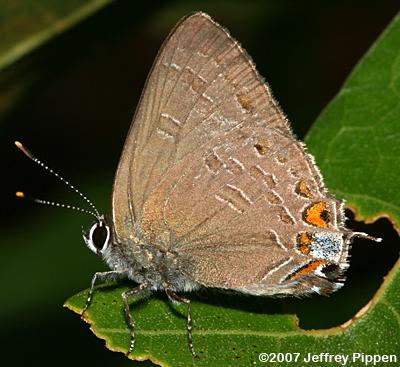 King's Hairstreak (Satyrium kingi)