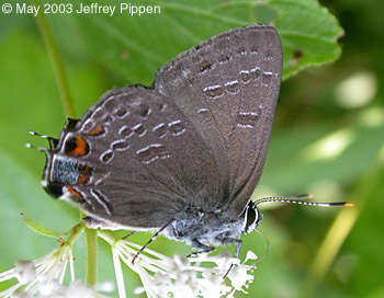 King's Hairstreak (Satyrium kingi)
