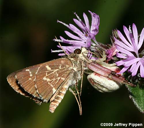 Lace-winged Roadside-Skipper in clutches of crab spider