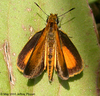 Least Skipper (Ancyloxypha numitor)