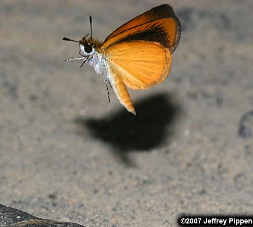 Least Skipper (Ancyloxypha numitor)