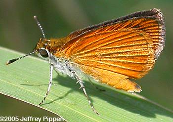Least Skipper (Ancyloxypha numitor)