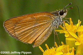 Least Skipper (Ancyloxypha numitor)