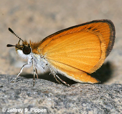 Least Skipper (Ancyloxypha numitor)<BR>