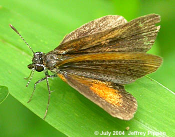 Least Skipper (Ancyloxypha numitor)