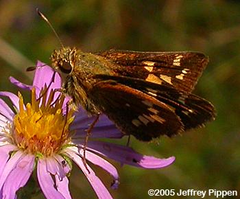 Leonard's Skipper (Hesperia leonardus leonardus)