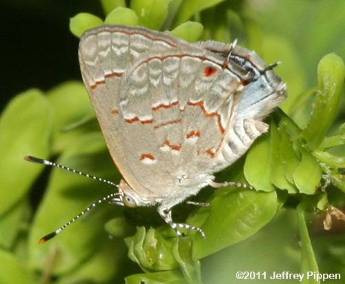 Ligia Hairstreak (Ministrymon ligia)