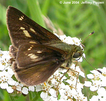 Little Glassywing (Vernia verna)