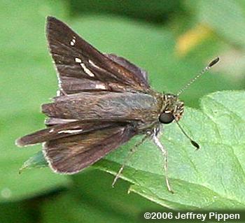 Little Glassywing (Vernia verna)