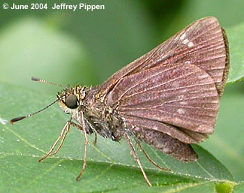 Little Glassywing (Vernia verna)