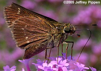 Little Glassywing (Vernia verna)