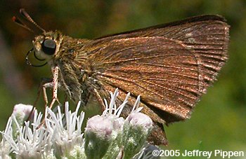 Little Glassywing (Vernia verna)