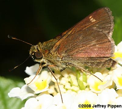 Little Glassywing (Vernia verna)