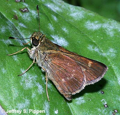 Little Glassywing (Vernia verna)