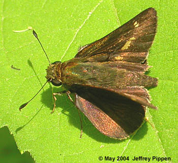 Little Glassywing (Vernia verna)