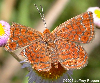 Little Metalmark (Calephelis virginiensis)