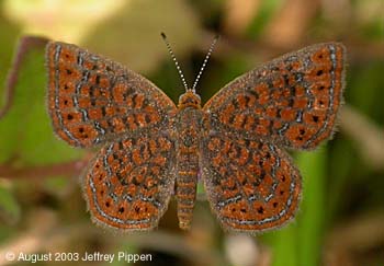 Little Metalmark (Calephelis virginiensis)